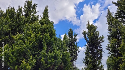 Bosque de Pinos bajo el Cielo Abierto