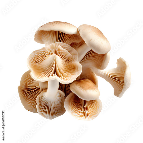 mushroom on white background © Tremens Productions