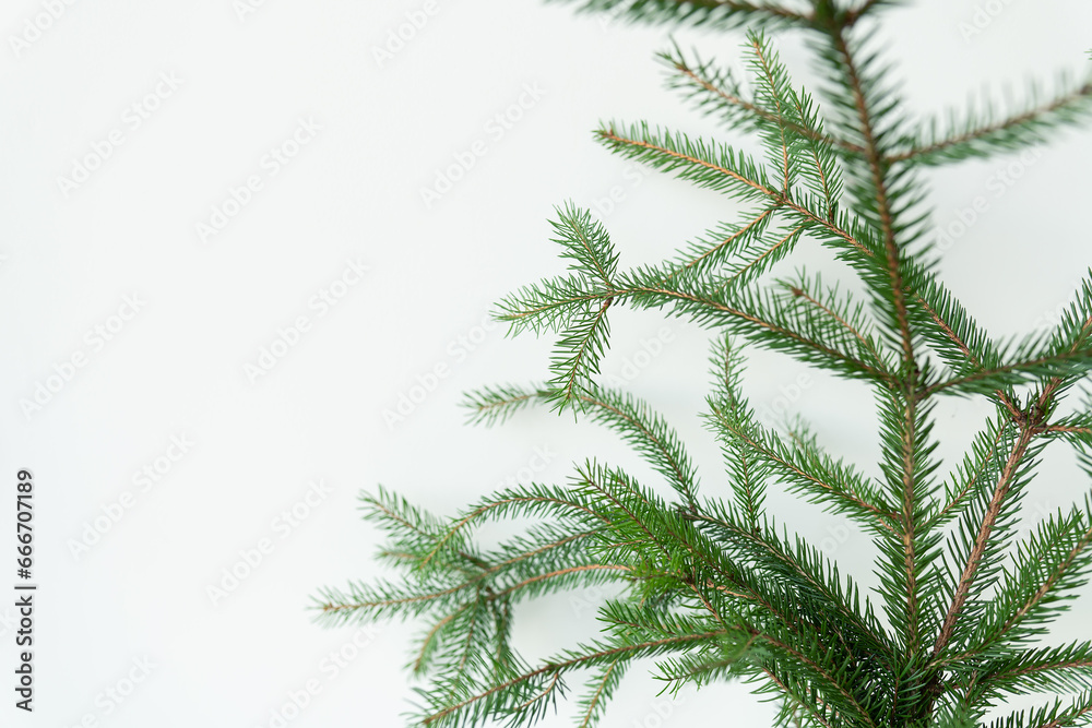 Green Christmas tree branch isolated on a white background. Place for an inscription. Christmas and New Year celebration concept.