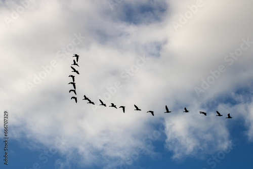 Migrating geese in v formation in the sky over Edinburgh Scotland 