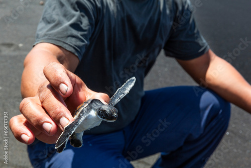 A researcher releases a green sea turtle hatchling (Chelonia mydas), Tangkoko National Reserve, Sulawesi photo