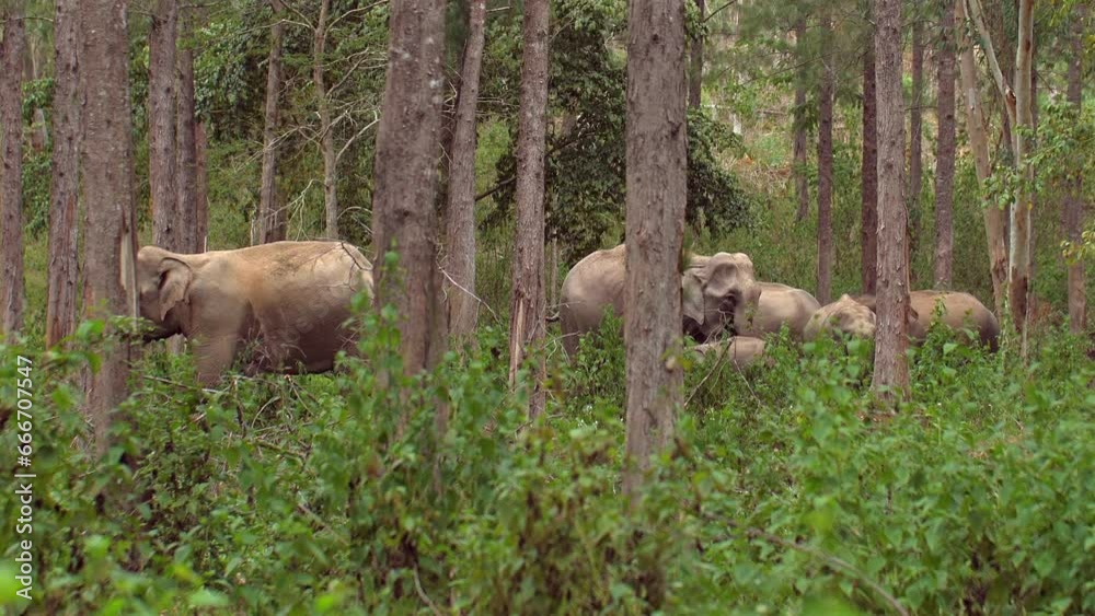 Mother and Young Elephant in Thai Rainforest. A strong bond in a lush landscape. Experience the magic of a wild elephant family. Mother and Young Elephant in Thai Rainforest. A strong bond in a lush landscape. Experience the magic of a wild elephant family.