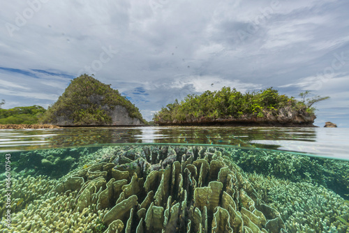 Above and below photo in the crystal clear water in the shallow reefs off Wayag Bay, Raja Ampat photo