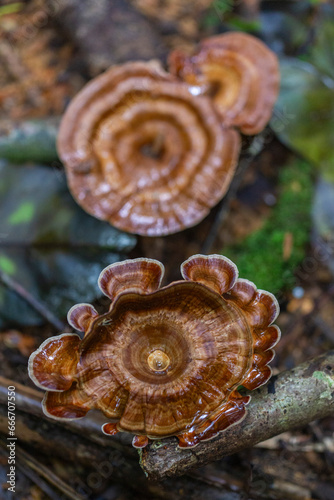 Yellow stemmed micropore (Microporus xanthopus), growing on Waigeo Island, Raja Ampat photo