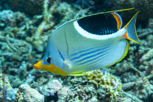 An adult saddle butterflyfish (Chaetodon ephippium), off Kri Island, Raja Ampat