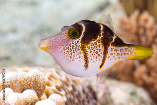 An adult mimic filefish (Paraluteres prionurus), off Bangka Island, near Manado, Sulawesi photo