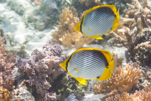 A pair of adult blackback butterflyfish (Chaetodon melannotus), off Bangka Island, near Manado, Sulawesi