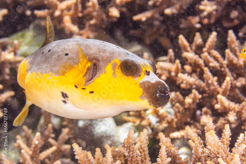 An adult blackspotted puffer (Arothron nigropunctatus), off Bangka Island, near Manado, Sulawesi photo