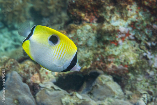 An adult teardrop butterflyfish (Chaetodon unimaculatus), off Bangka Island, near Manado, Sulawesi photo