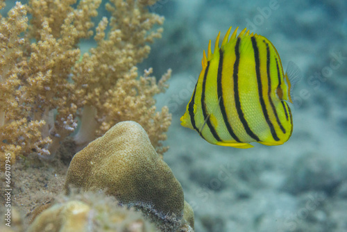 An adult eightband butterflyfish (Chaetodon octofasciatus), off Kawe Island, Raja Ampat