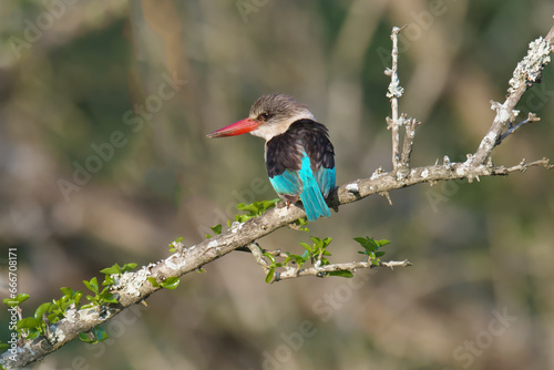 Brown-hooded kingfisher (Halcyon albiventris) on a branch, Kwazulu Natal Province