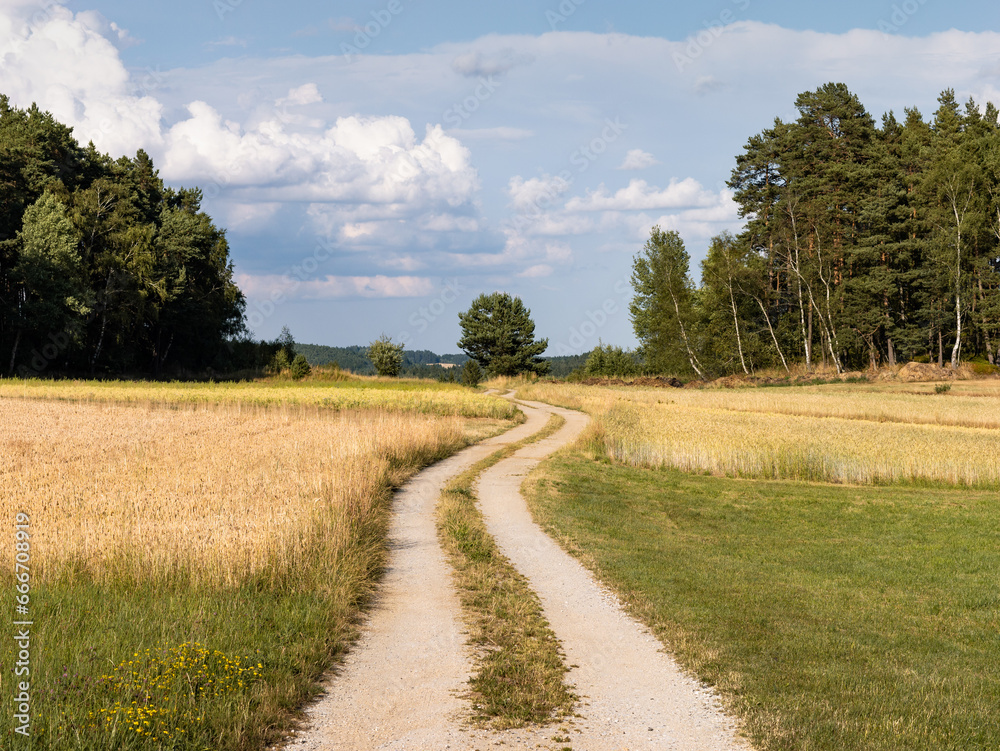 Dirt road in a rural area in between agricultural fields in the summer. Empty path for cars and other farming vehicles in the landscape. Cultivated nature is the environment.