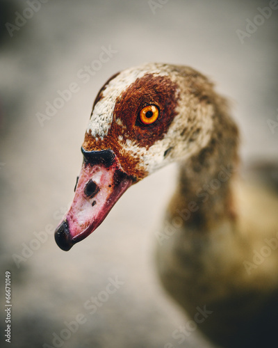 Nile Goose in close up. High quality photo photo