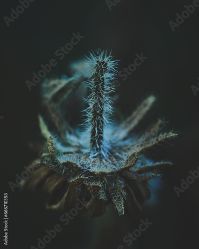 Velvet Flower Blossom Dark Moody. High quality photo