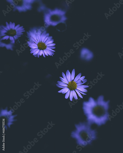 Velvet Flower Blossom Dark Moody. High quality photo
