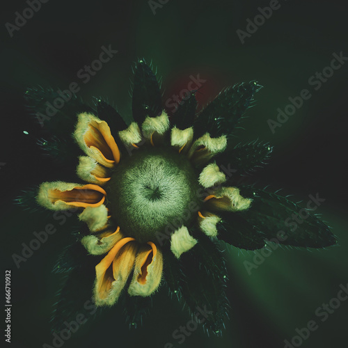 Flower Moody Green macro. High quality photo