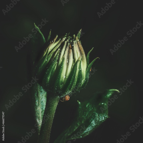 Flower Moody Green macro. High quality photo
