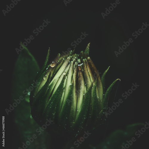 Flower Moody Green macro. High quality photo