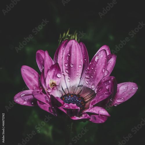 Velvet Flower Blossom Dark Moody with raindrops. High quality photo