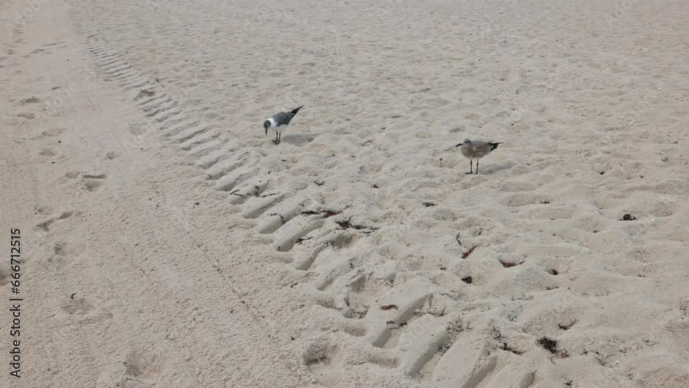 Seagulls foraging for food as they walk along sandy Miami Beach coastline. Seagulls foraging for food as they walk along sandy Miami Beach coastline.