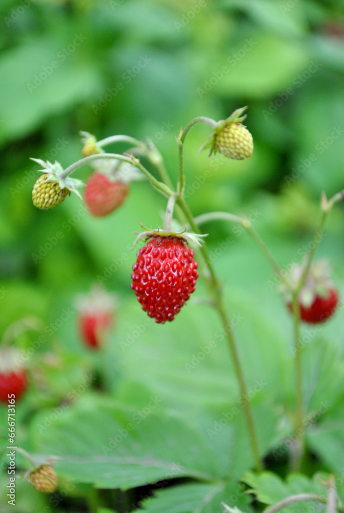 wild strawberry bush