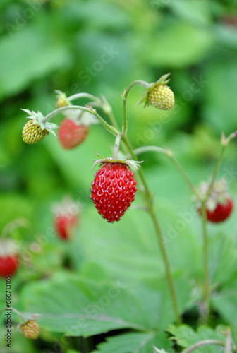 Obraz na płótnie wild strawberry bush w salonie