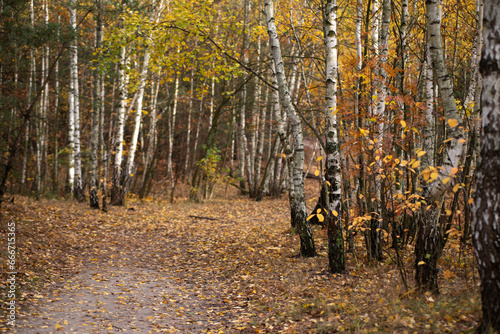 Yellow. Autumn. Autumn forest. Forest path. Birch forest. Colors of autumn. October in the forest.