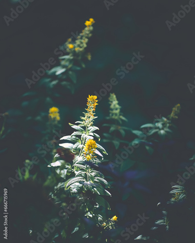 Flower Moody Green macro. High quality photo