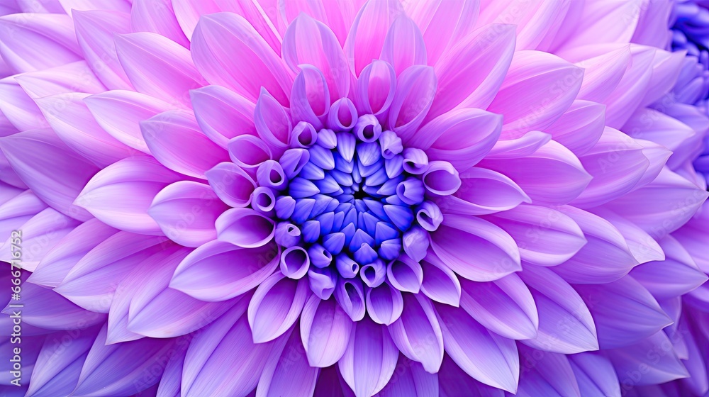 Obraz premium purple dahlia flower