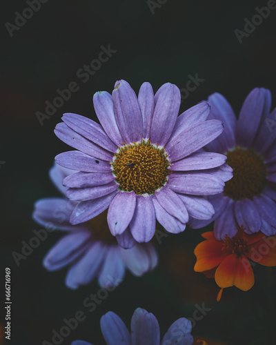 Velvet Flower Blossom Dark Moody. High quality photo