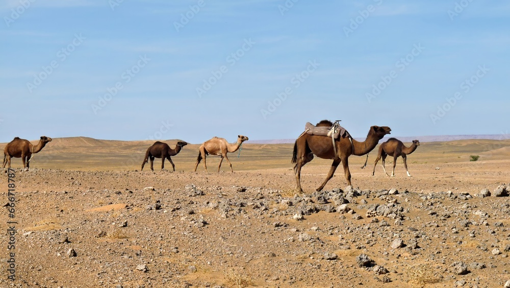 Camel caravan in the Moroccan desert. Sahara desert