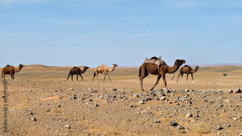 Camel caravan in the Moroccan desert. Sahara desert Camel caravan in the Moroccan desert. Sahara desert