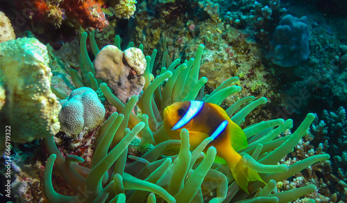 Red Sea Anemonefish  Amphiprion bicinctus . A married couple of fishes swimming in green sea anemone