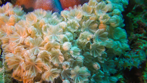 Soft coral polyps on coral reef Elfin Ston catch plankton, Red Sea, Egypt photo