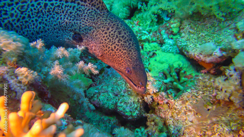 Fototapeta Naklejka Na Ścianę i Meble -  Marine fish Giant moray (Gymnothorax javanicus) swims between corals, wide shot. Red Sea