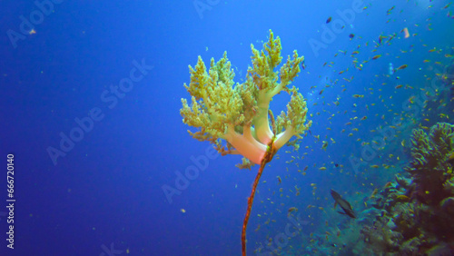 Fototapeta Naklejka Na Ścianę i Meble -  (Dendronephthya sp.) soft corals grown on a weave-like coral on the reef of Elfin Ston, Red Sea