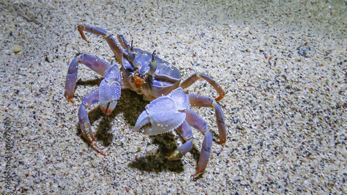 Red Sea ghost crab (Ocypode saratan), crab runs along the sand, burrows in the sand photo