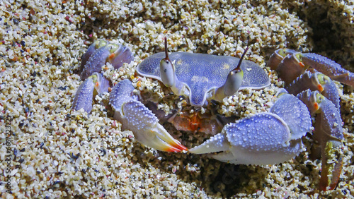 Red Sea ghost crab (Ocypode saratan), crab runs along the sand, burrows in the sand photo