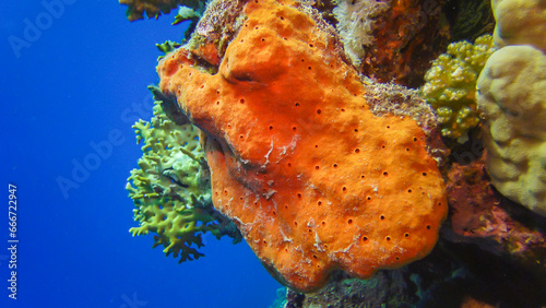 Large pink sponge on a colorful coral reef in the Red Sea