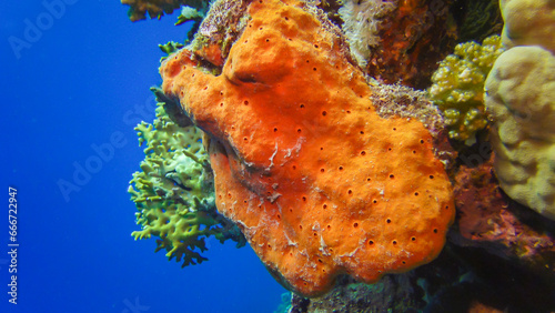 Large pink sponge on a colorful coral reef in the Red Sea photo
