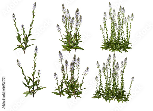 3D render variety of flowers on transparent background
