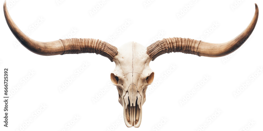 a Longhorn bull skull with horns, a front view in an isolated and