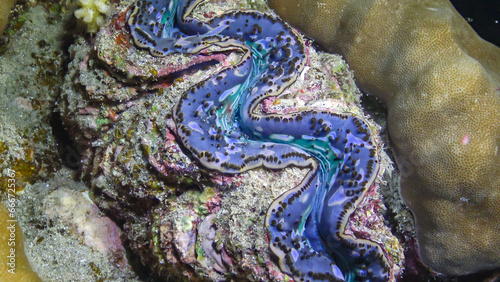 Bivalve (Tridacna Maxima) bivalve mollusk, grown among corals on the reef