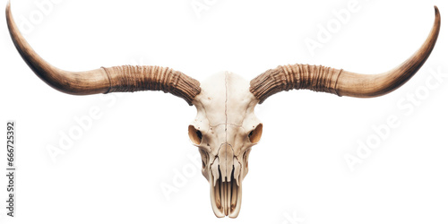 a Longhorn bull skull with horns, a front view in an isolated and transparent PNG in a Cattle-themed, photorealistic illustration. Generative ai