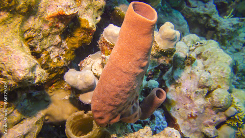 Large pink sponge on a colorful coral reef in the Red Sea photo