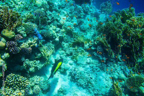 Different tropical fish at coral reef in the Red sea in Ras Mohammed national park, Sinai peninsula in Egypt