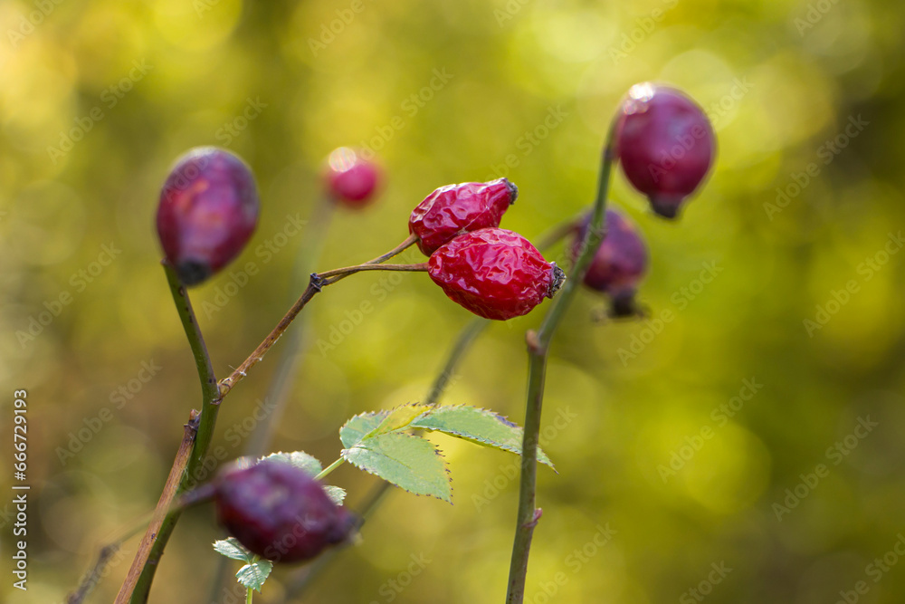 Dog-rose fruit. Ripe rose hips on a branch. Dry wrinkled rose hips. Harvesting rose hips. Dog-rose fruit. Ripe rose hips on a branch. Dry wrinkled rose hips. Harvesting rose hips.