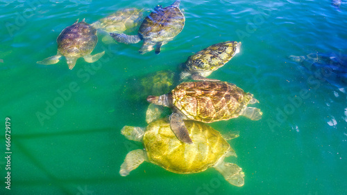 A group of sea turtles, close up