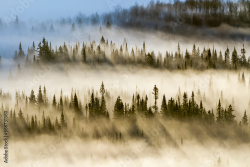 Spruce forest with morning mist and sun rays; Quebec, Canada