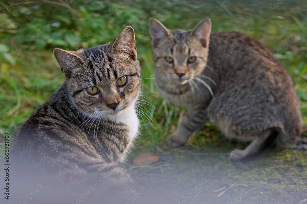 Two grumpy cats portrait. Photograph disturbed them an they do not like it. Felis catus.